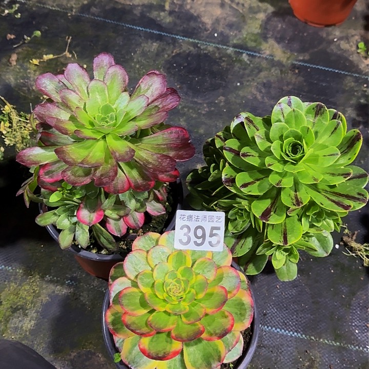 红陶火狐组合395