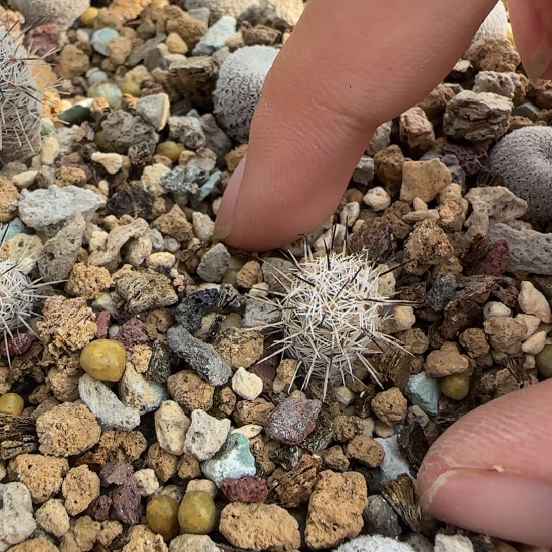 人***测0526实生都锦多肉