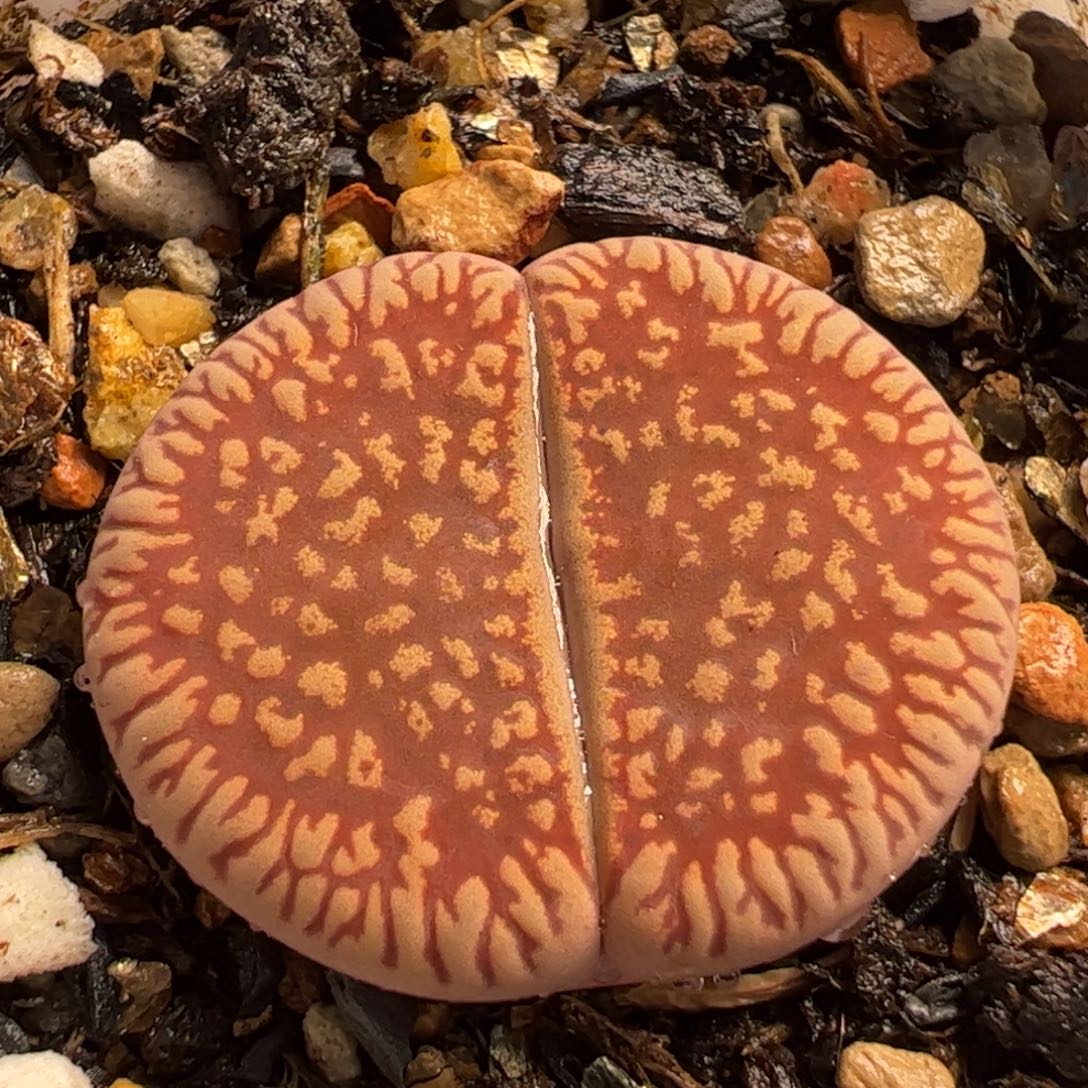 527多肉植物百科