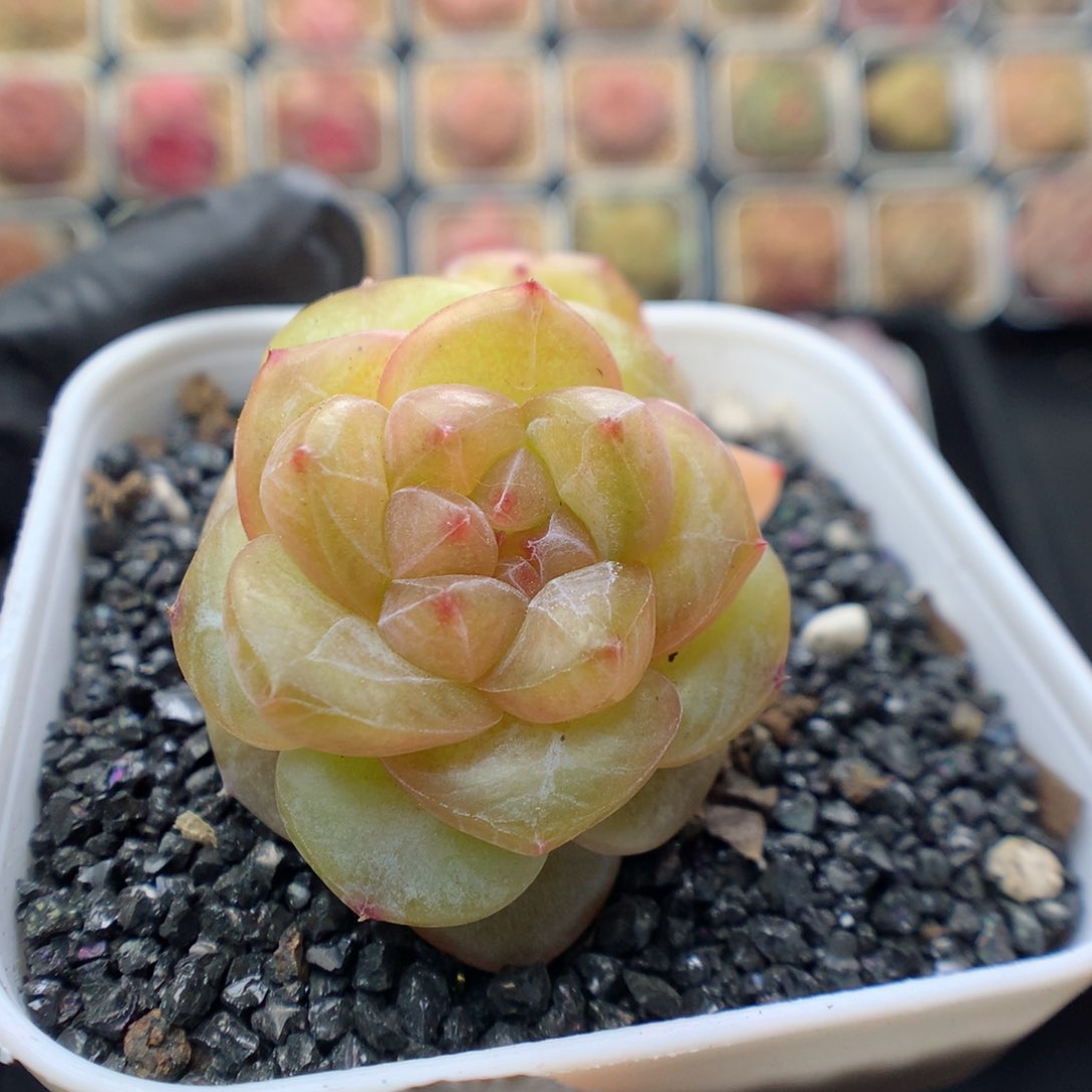 多肉植物。 糖心19