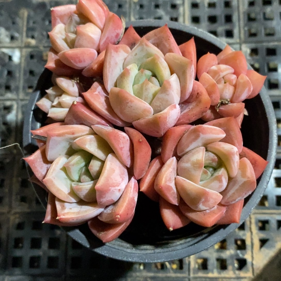 健健康康快快乐乐多肉植物_