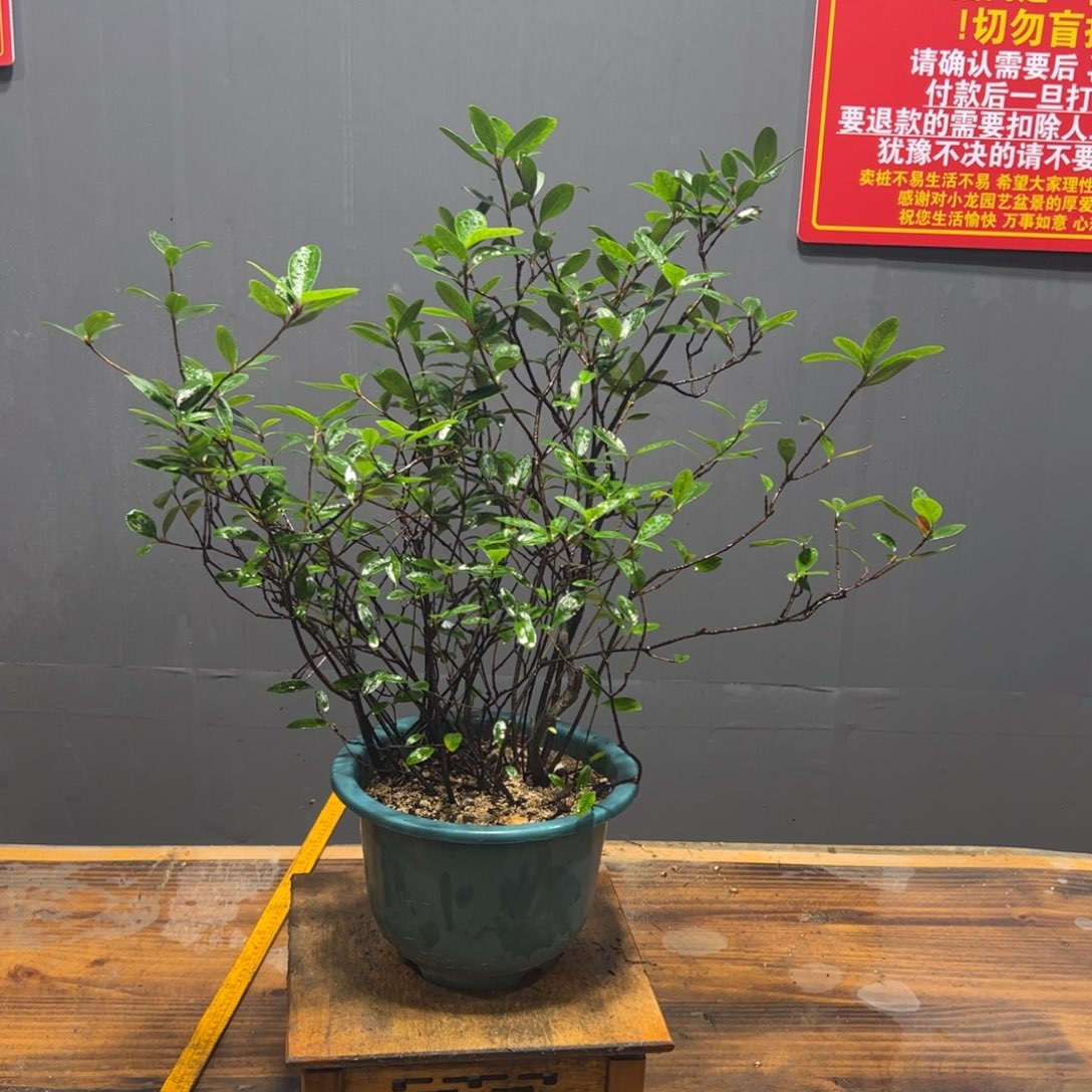 完全开放12223333966