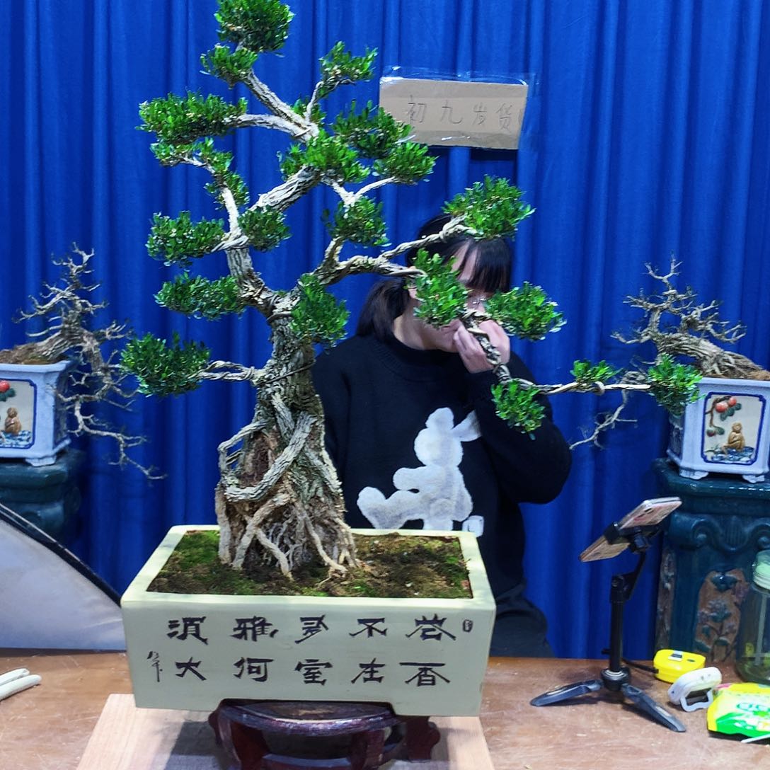 黄杨盆景一物一拍莲**哥