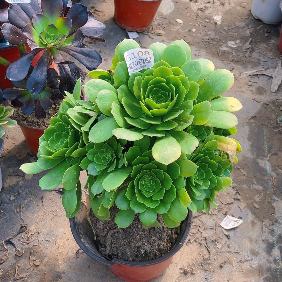 108绿羊绒多肉法师