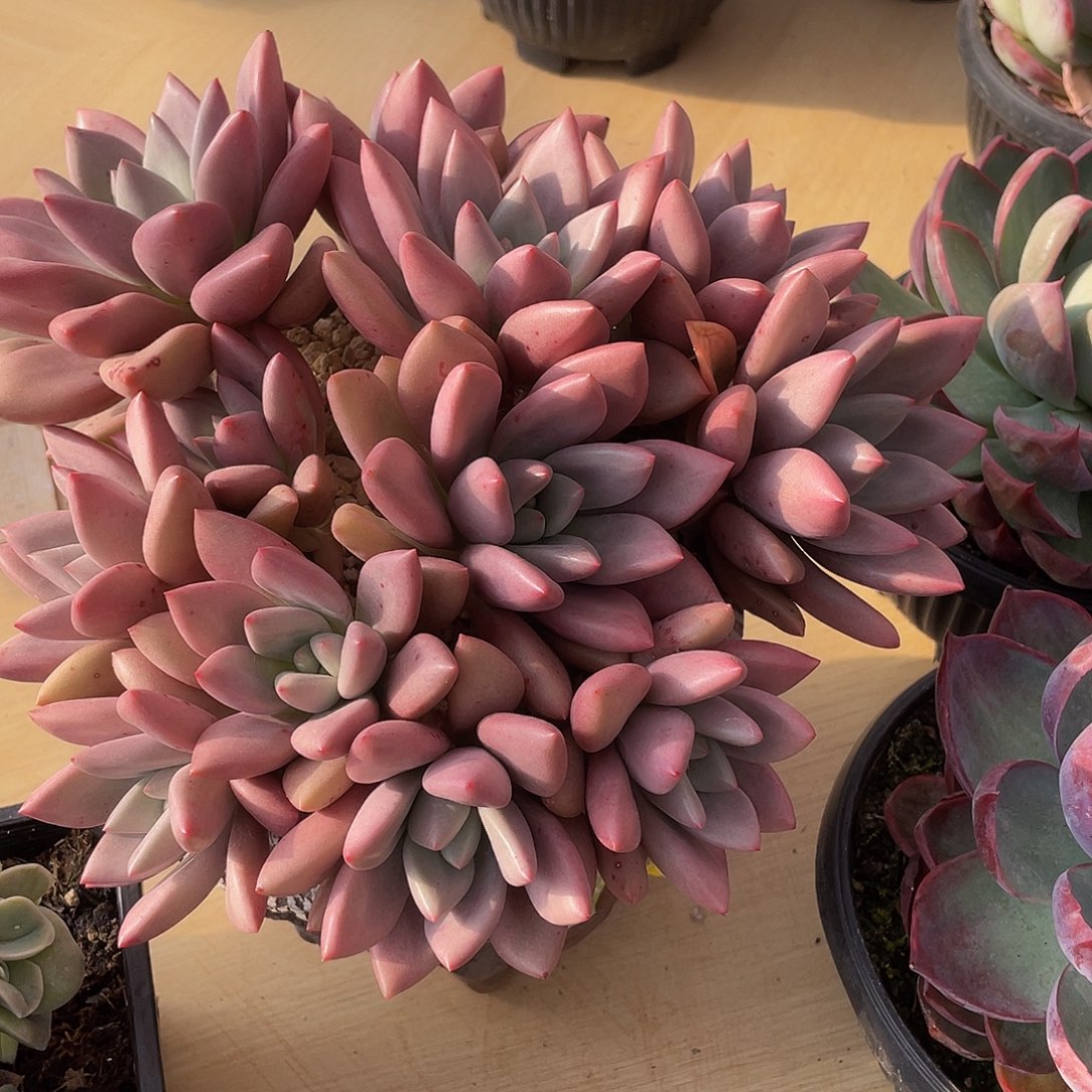 桃花源有砍多肉多肉多肉多肉