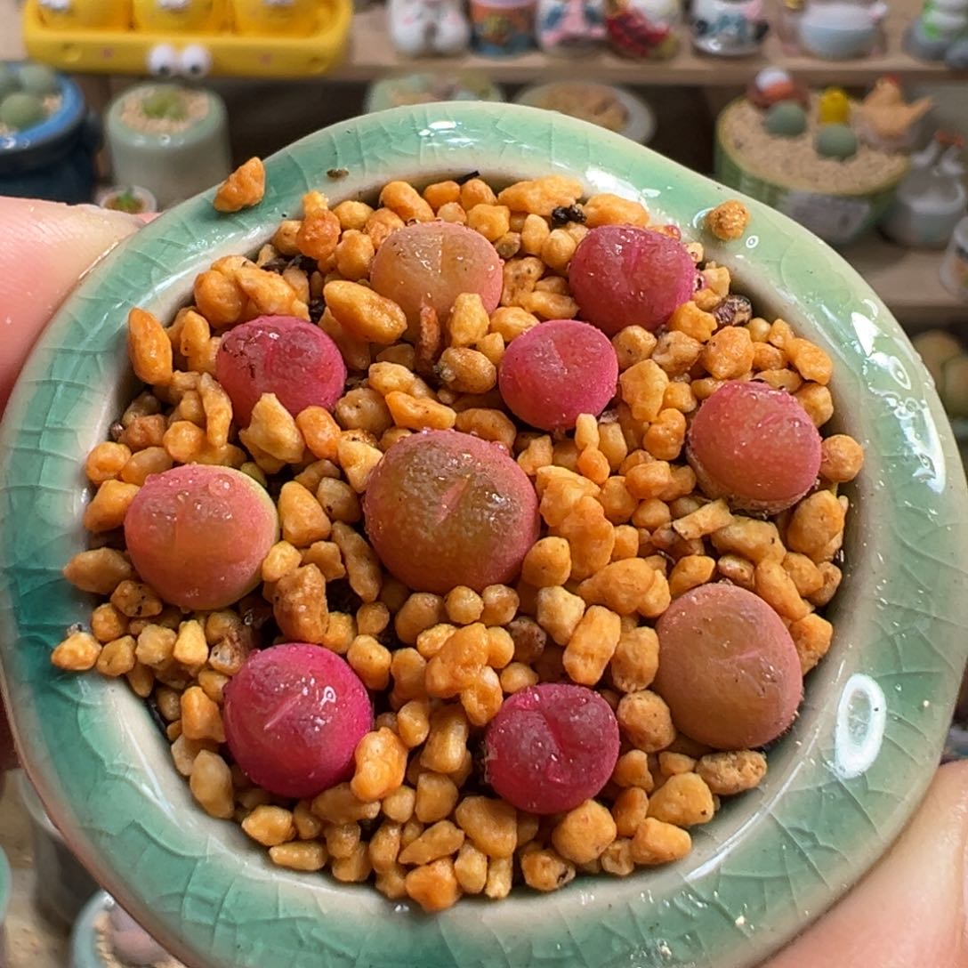 多肉植物11号吕氏一盆