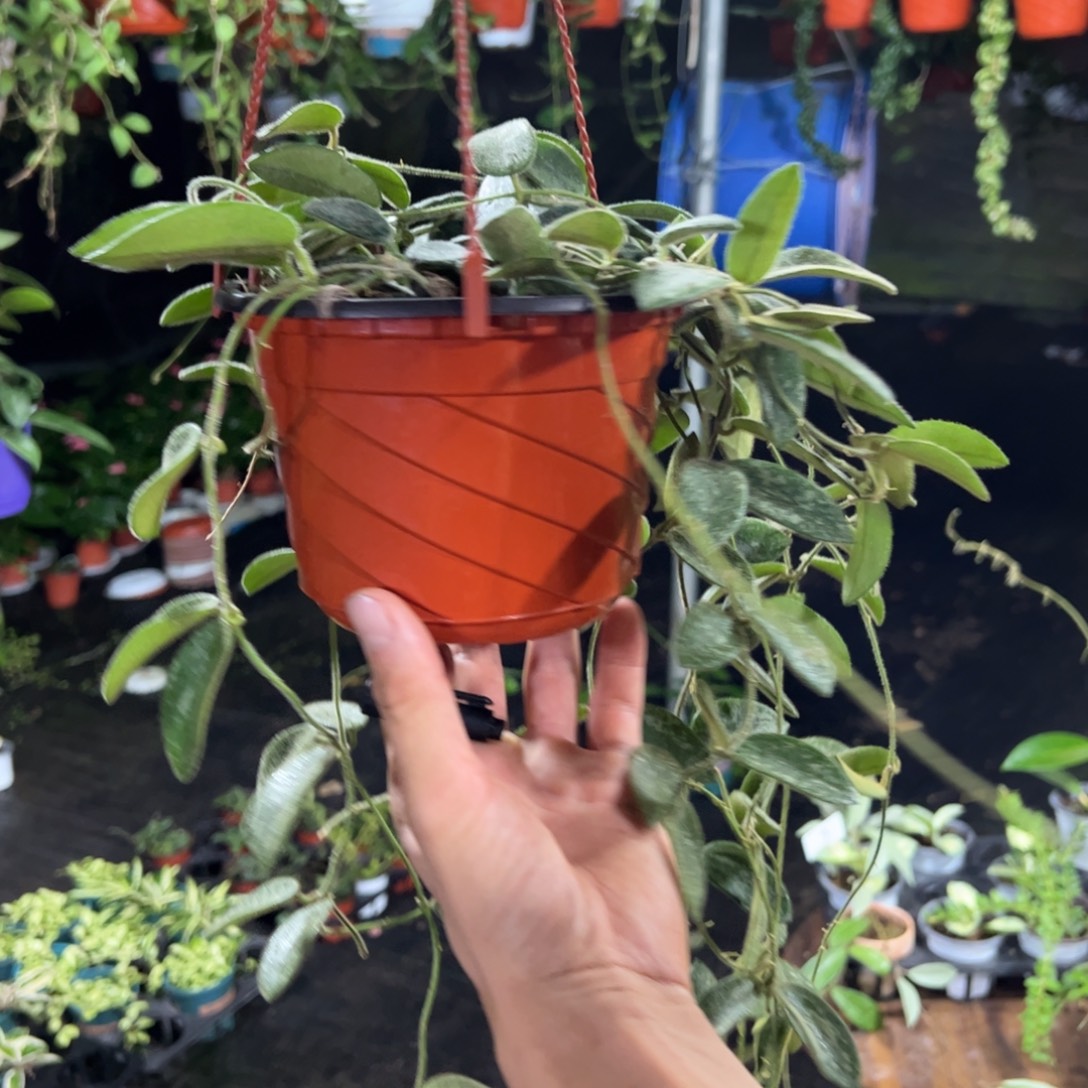 壹***·无花朵西藏粉球兰