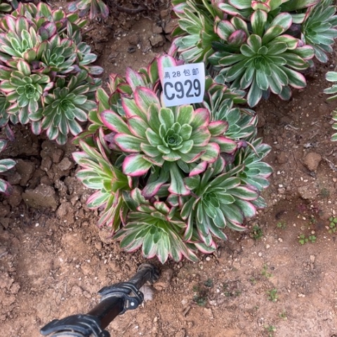 929安娜不包断枝