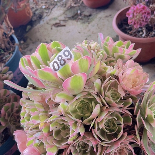 真***4多肉植物一个女巫