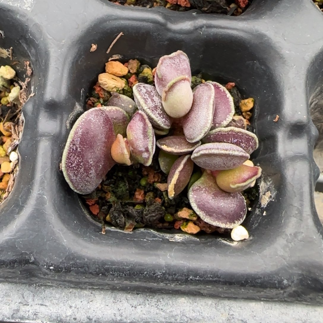 飞碟艺伎海豹水泡