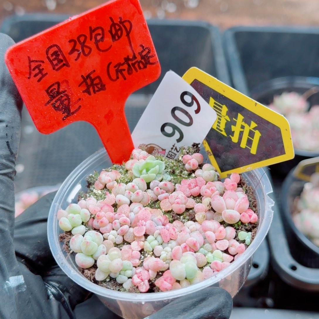 多肉植物多肉植物