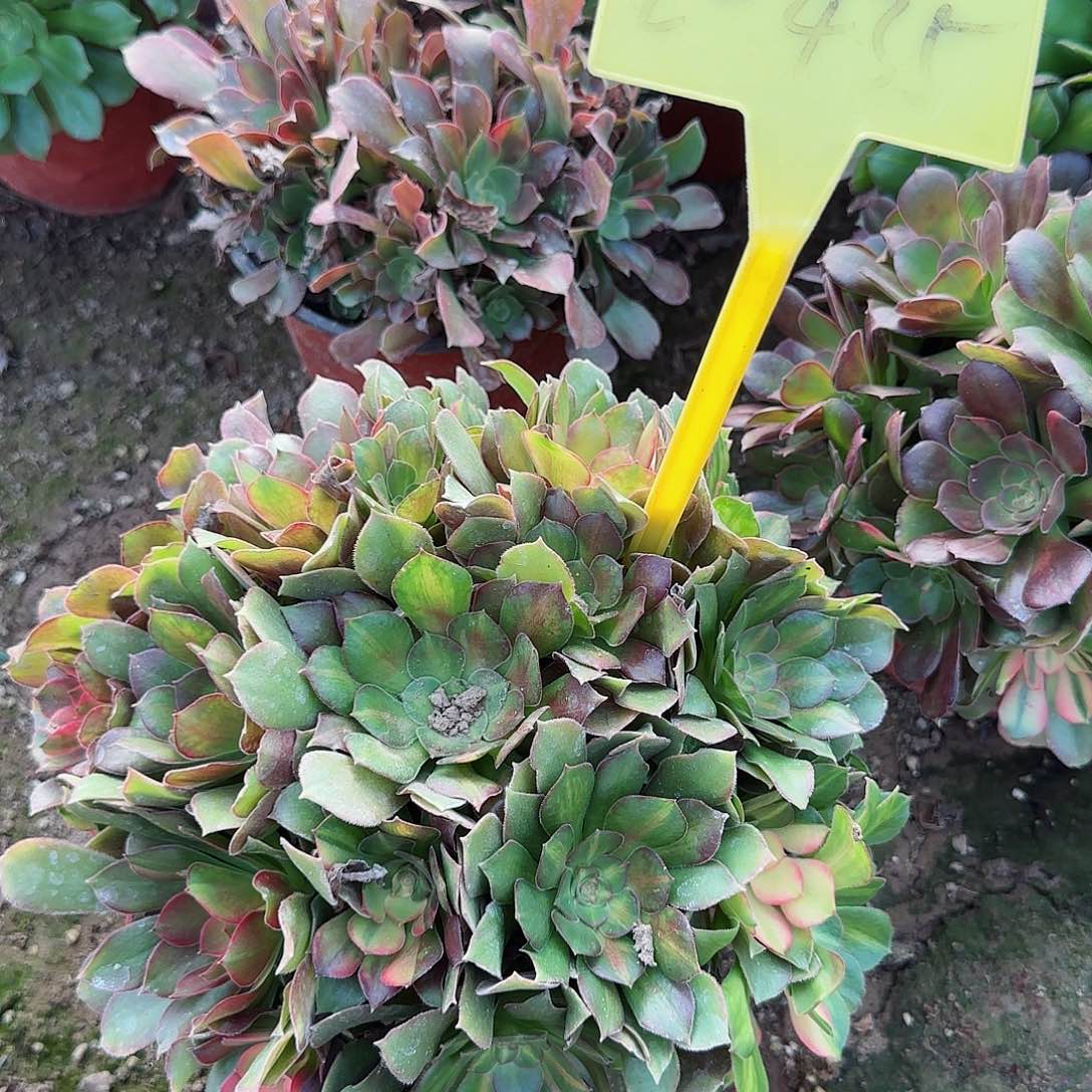 2+435--+多头多肉植物