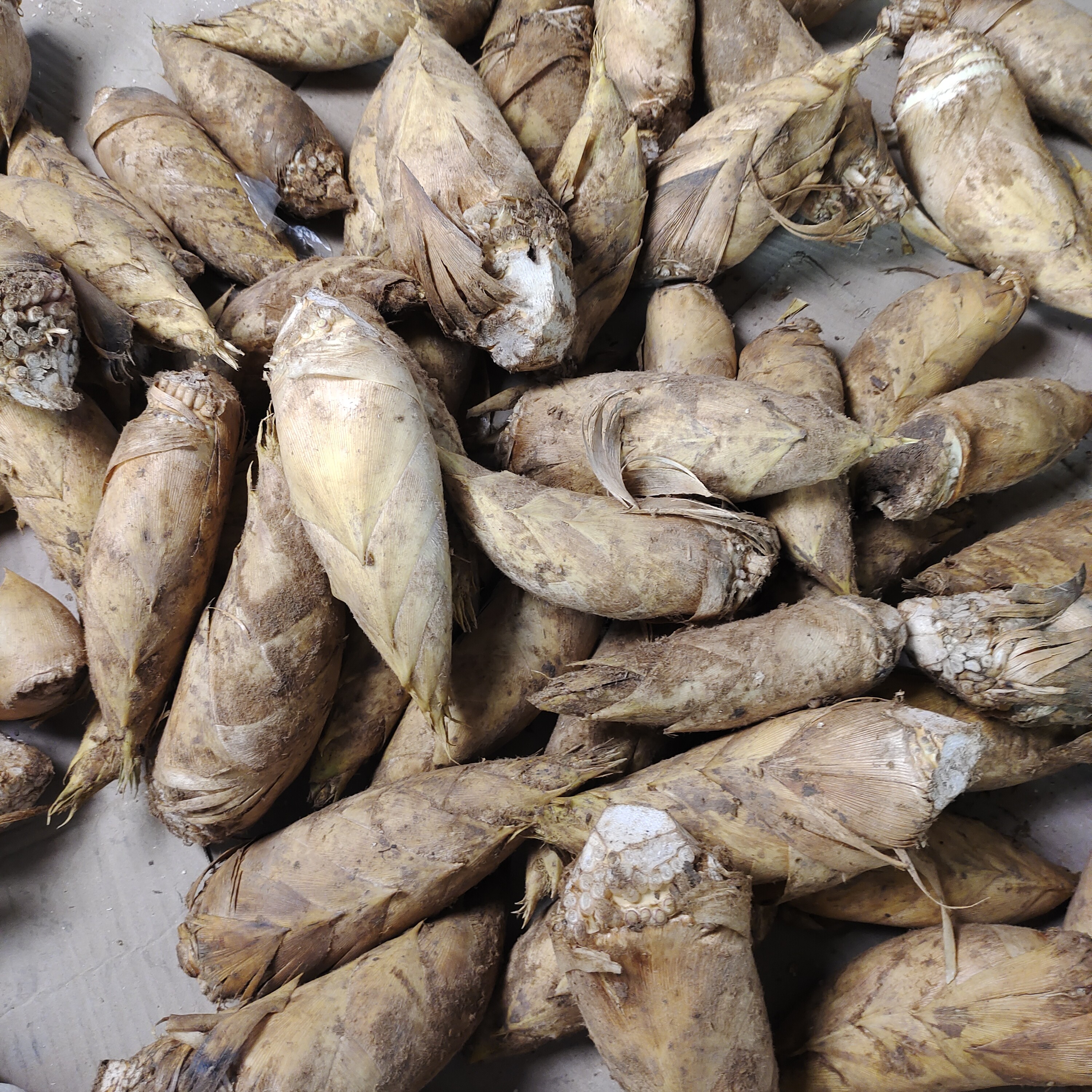广西桂林新鲜现挖当季野生冬笋肉厚脆嫩