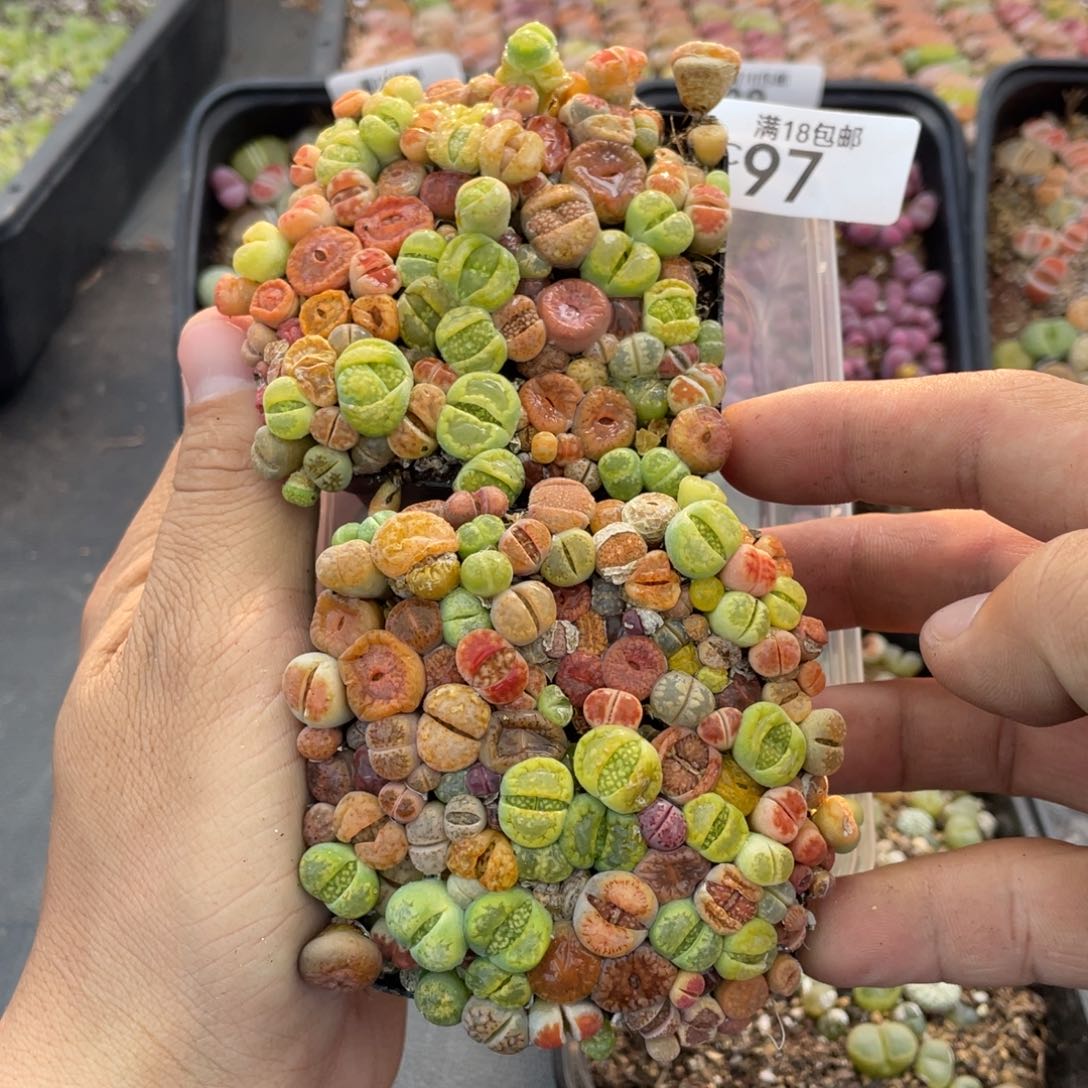 红陶?*?000000000097