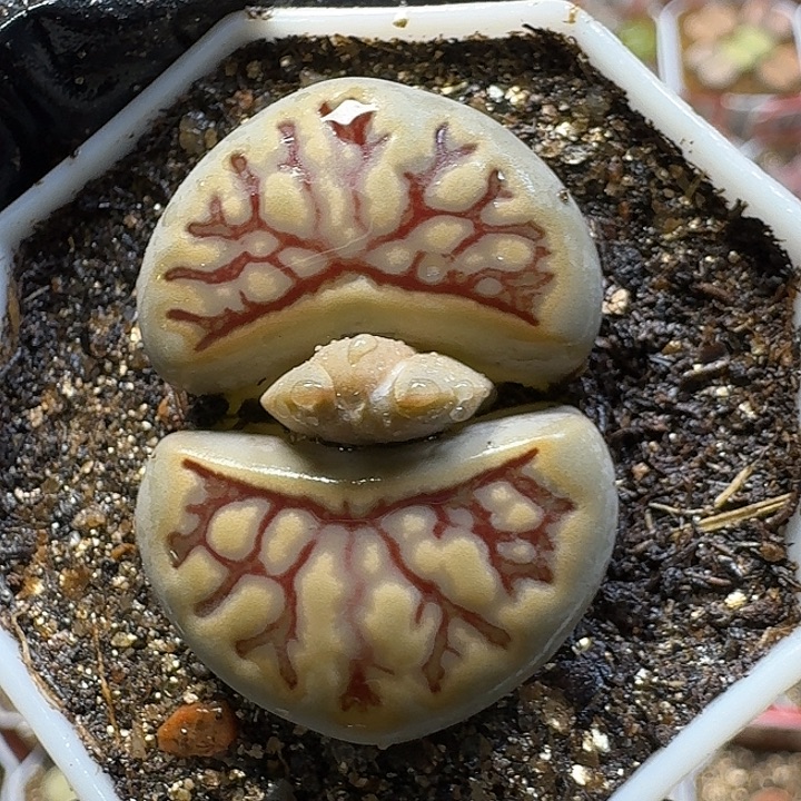 生石花22///。在。 73号。 3.0左右