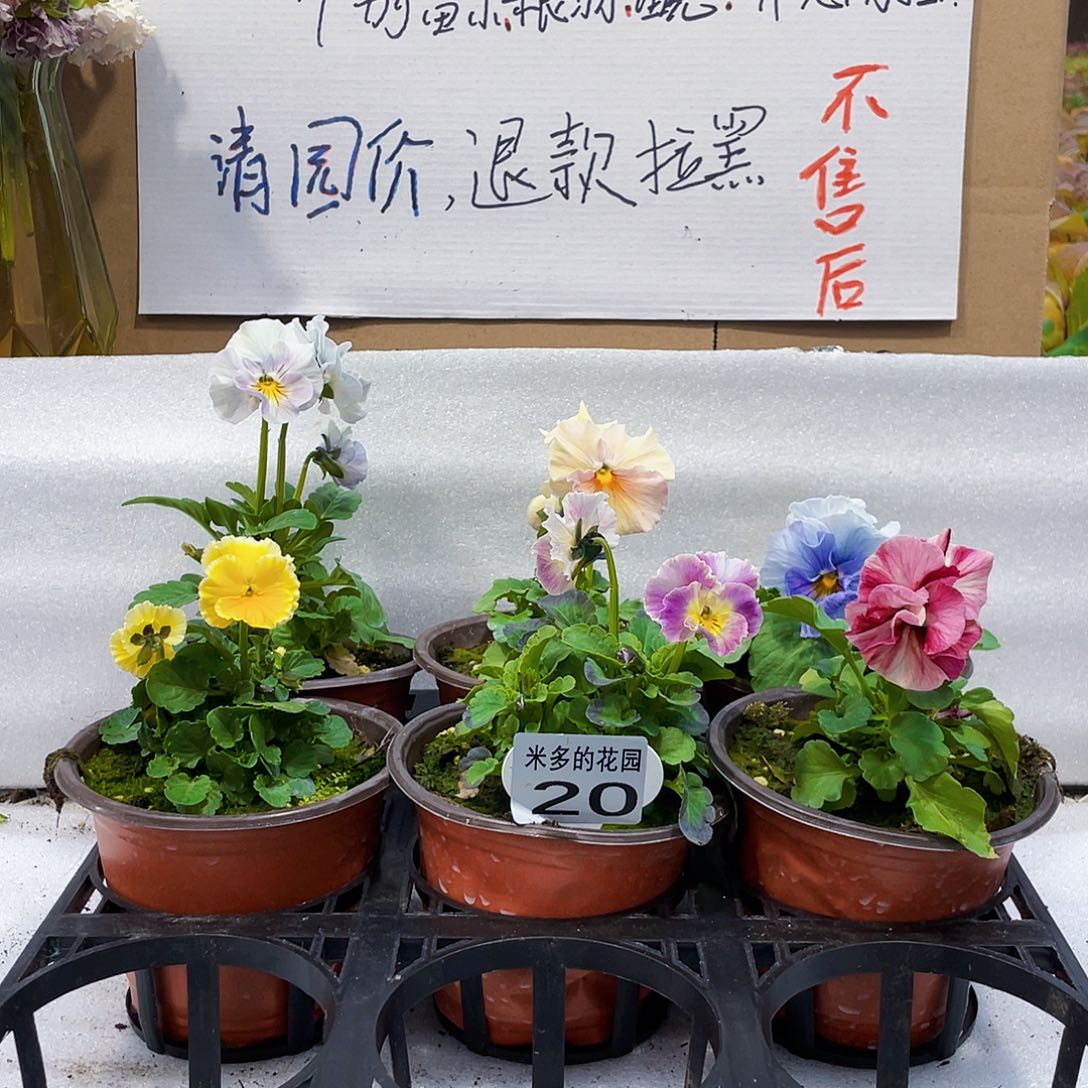 大部分花苞少量开放20