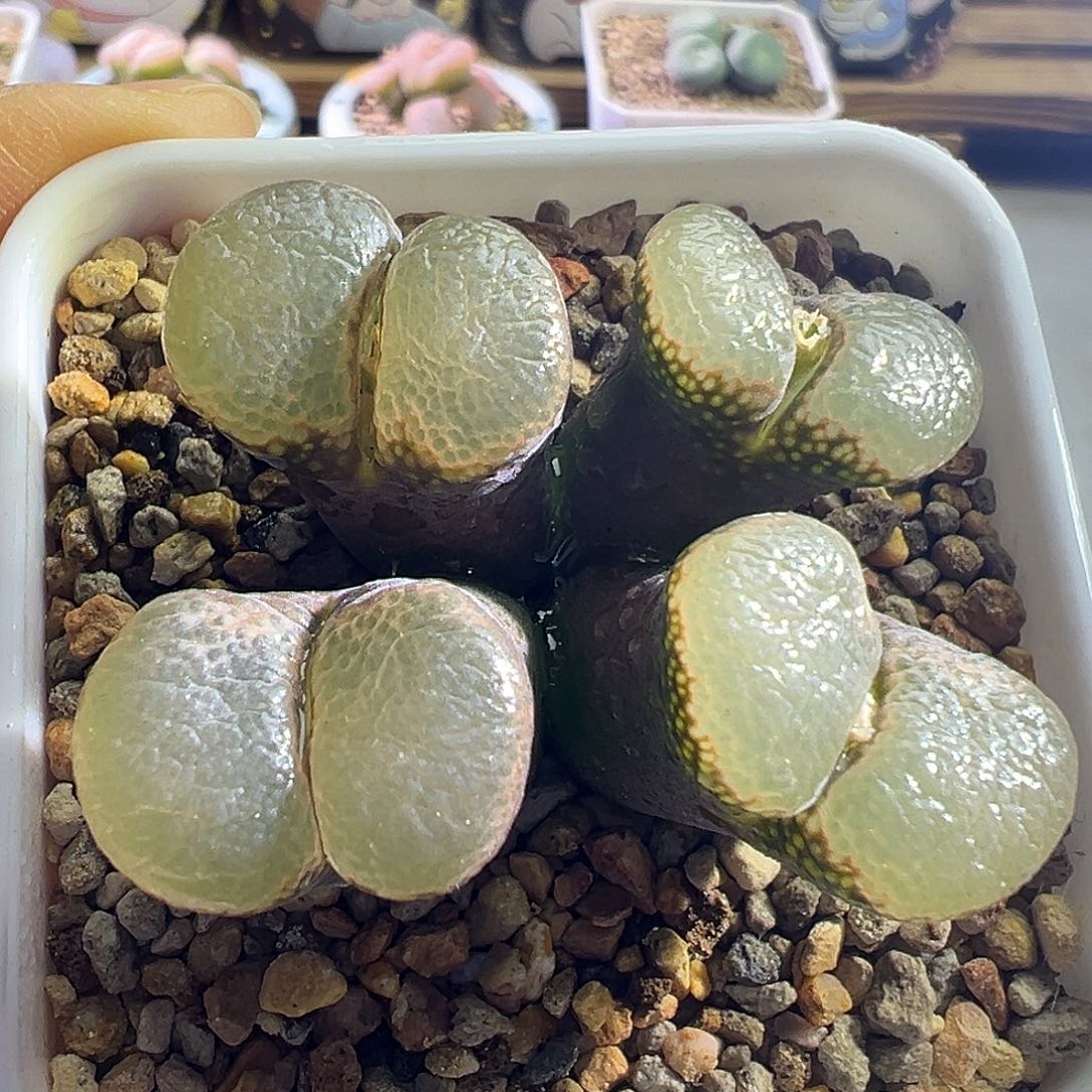 136#。紫体白窗。    