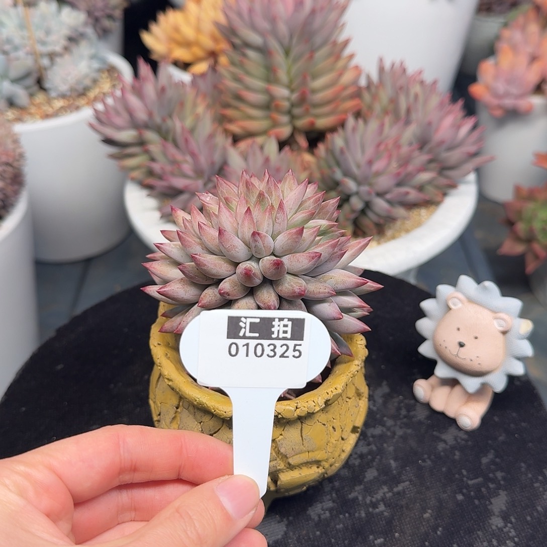 精品多肉植物010325