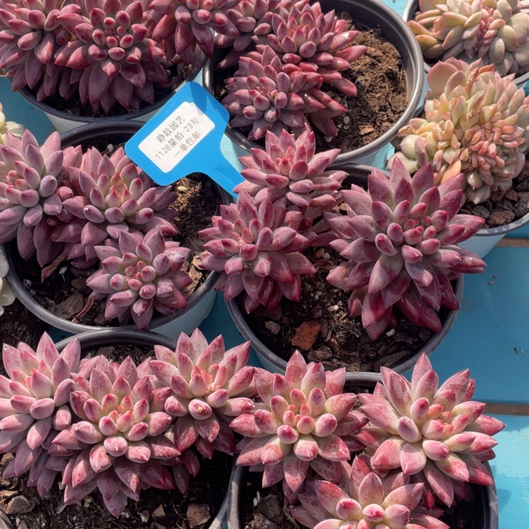 1128-23-如烟美人大群一颗