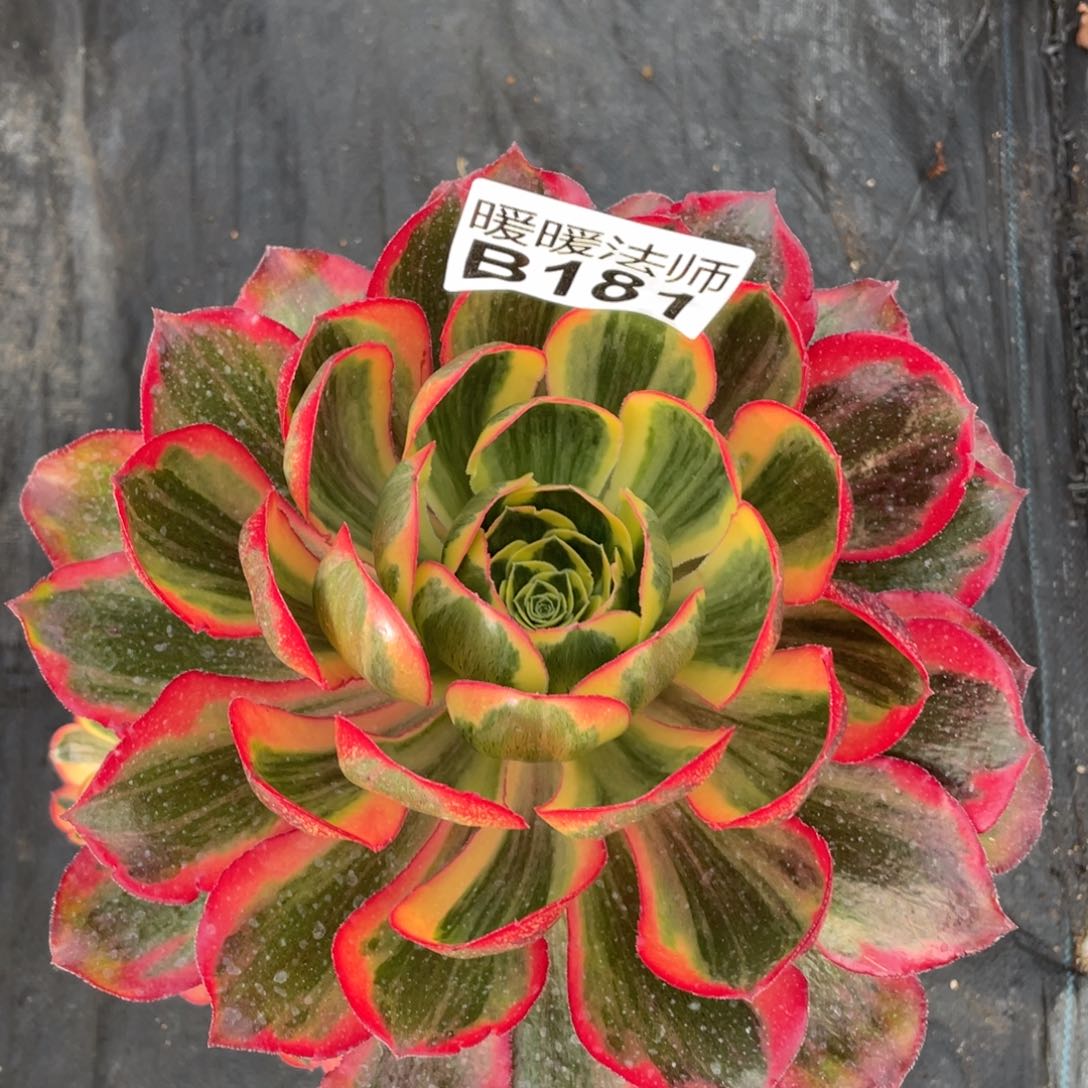 紫砂茶杯181魅影魅影个哥哥