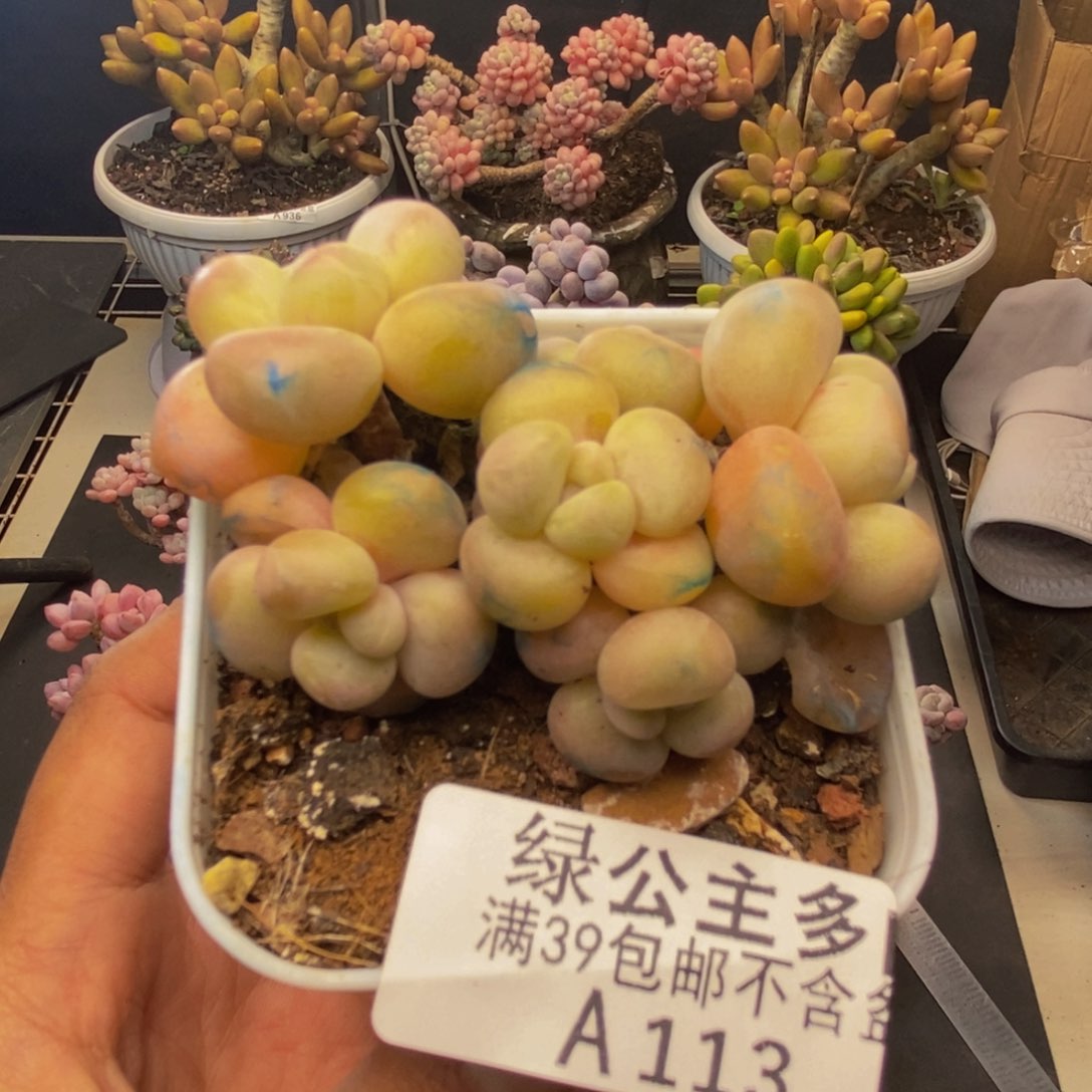 113萤火虫多肉5c m