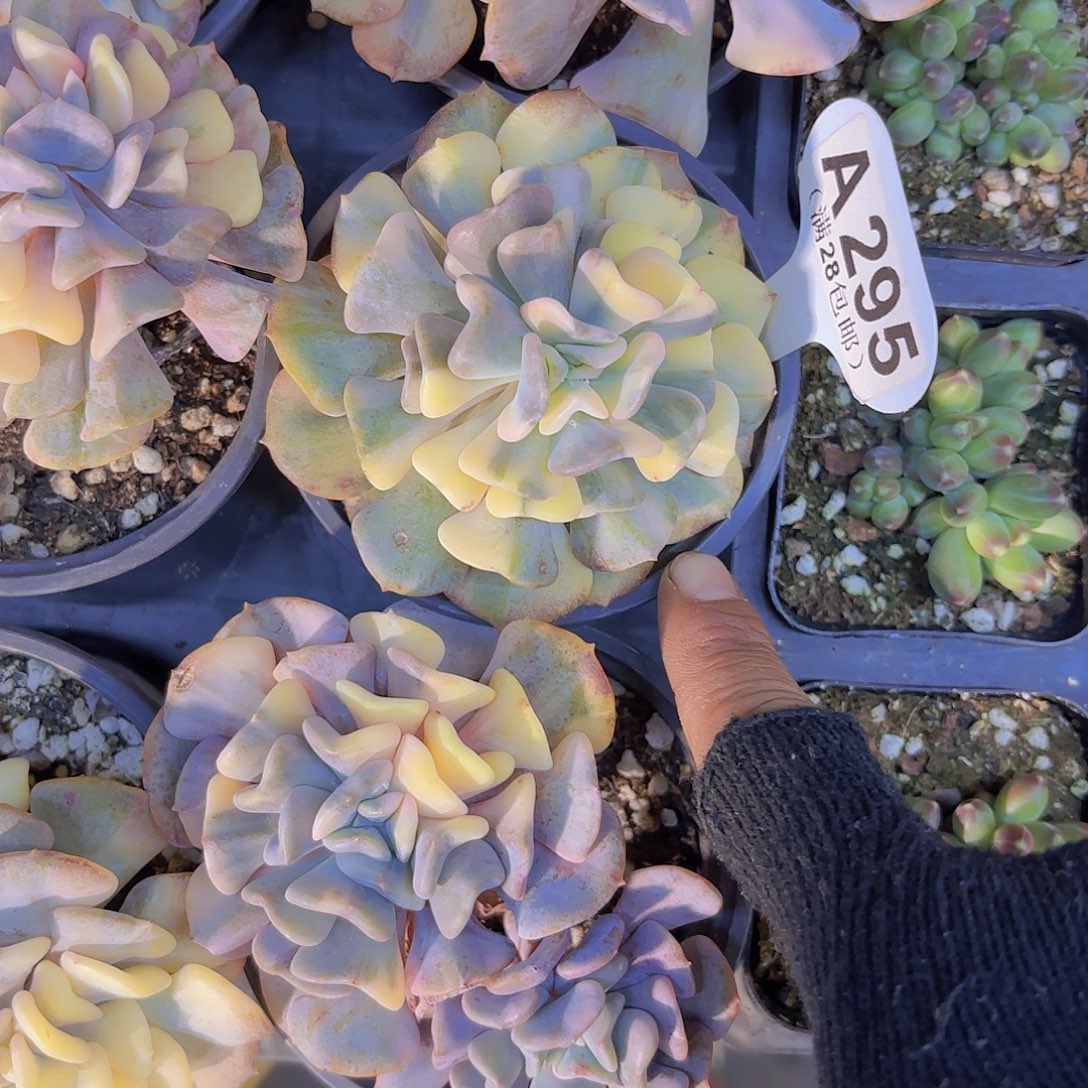 A295雪精灵锦一物语拍