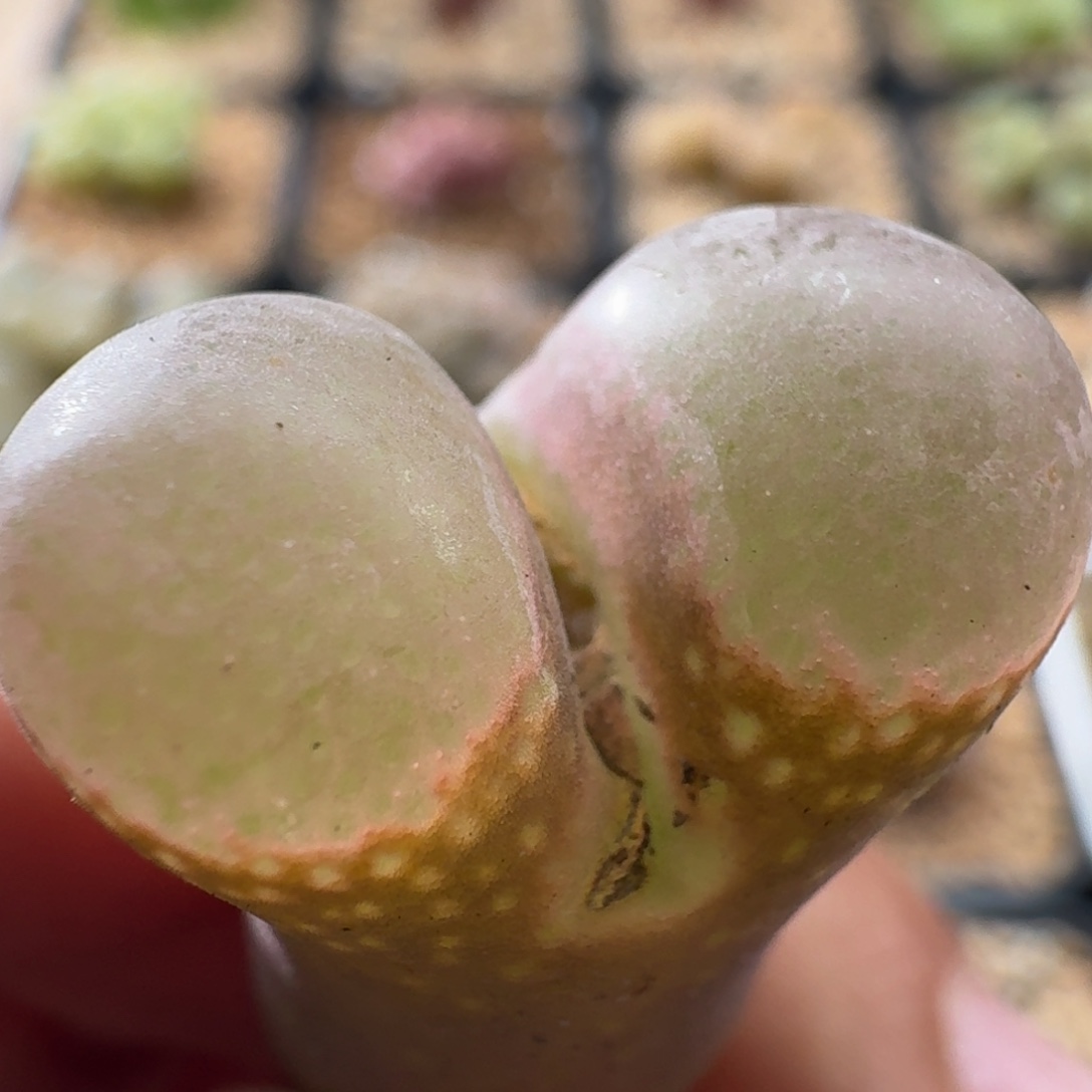 3217 风铃玉肉锥植物