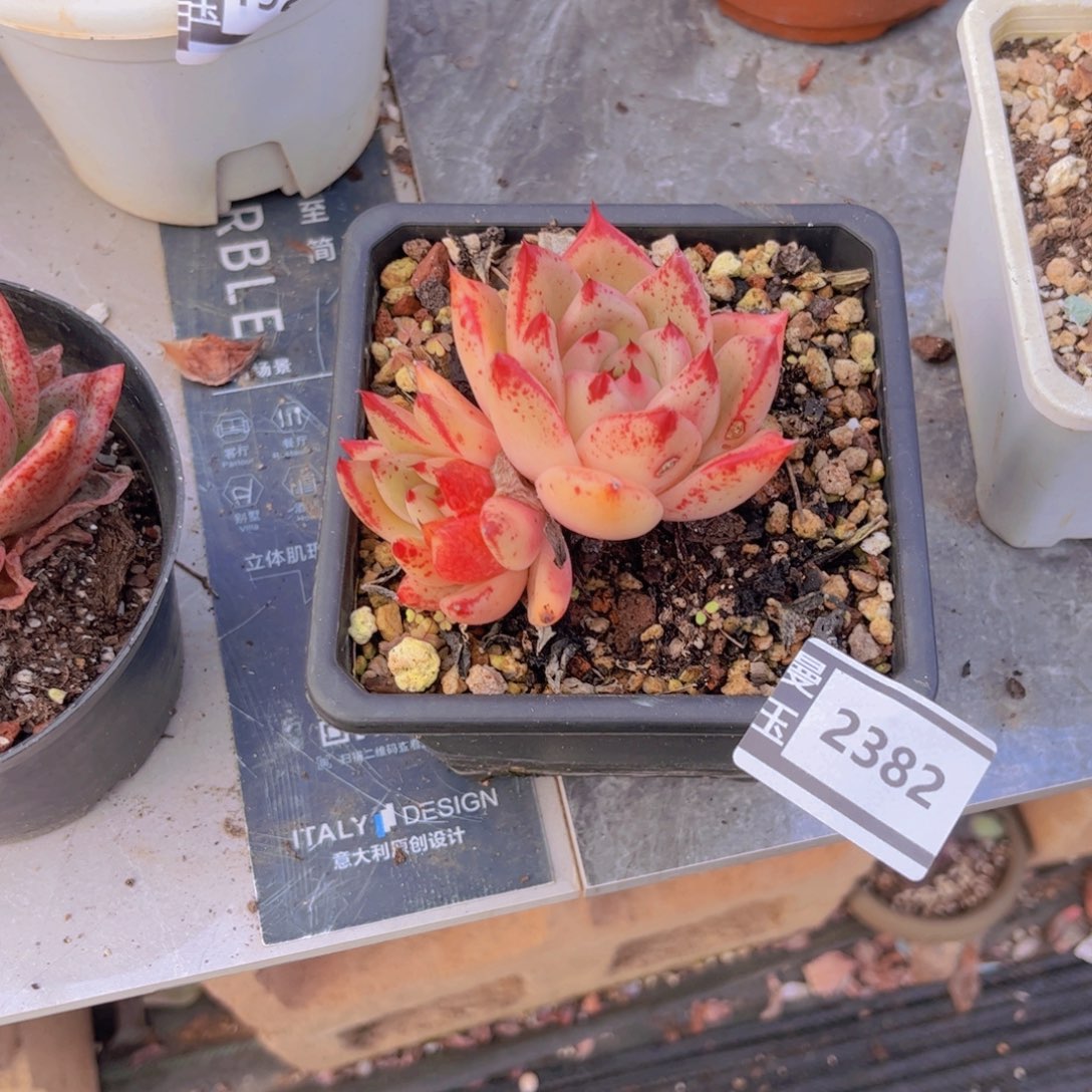 皮蛋多肉植物2382