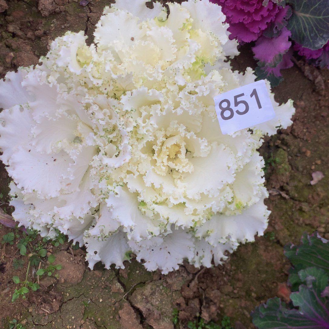 诚****麻851羽衣甘多肉植物