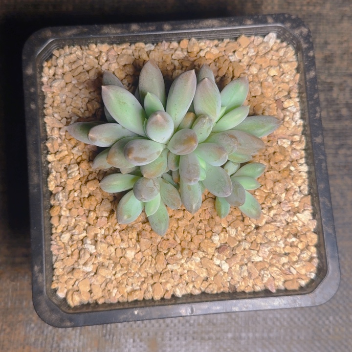 胖福利6头平头111111111