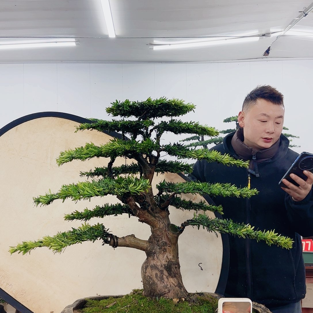 用****7盆景制作过程非常