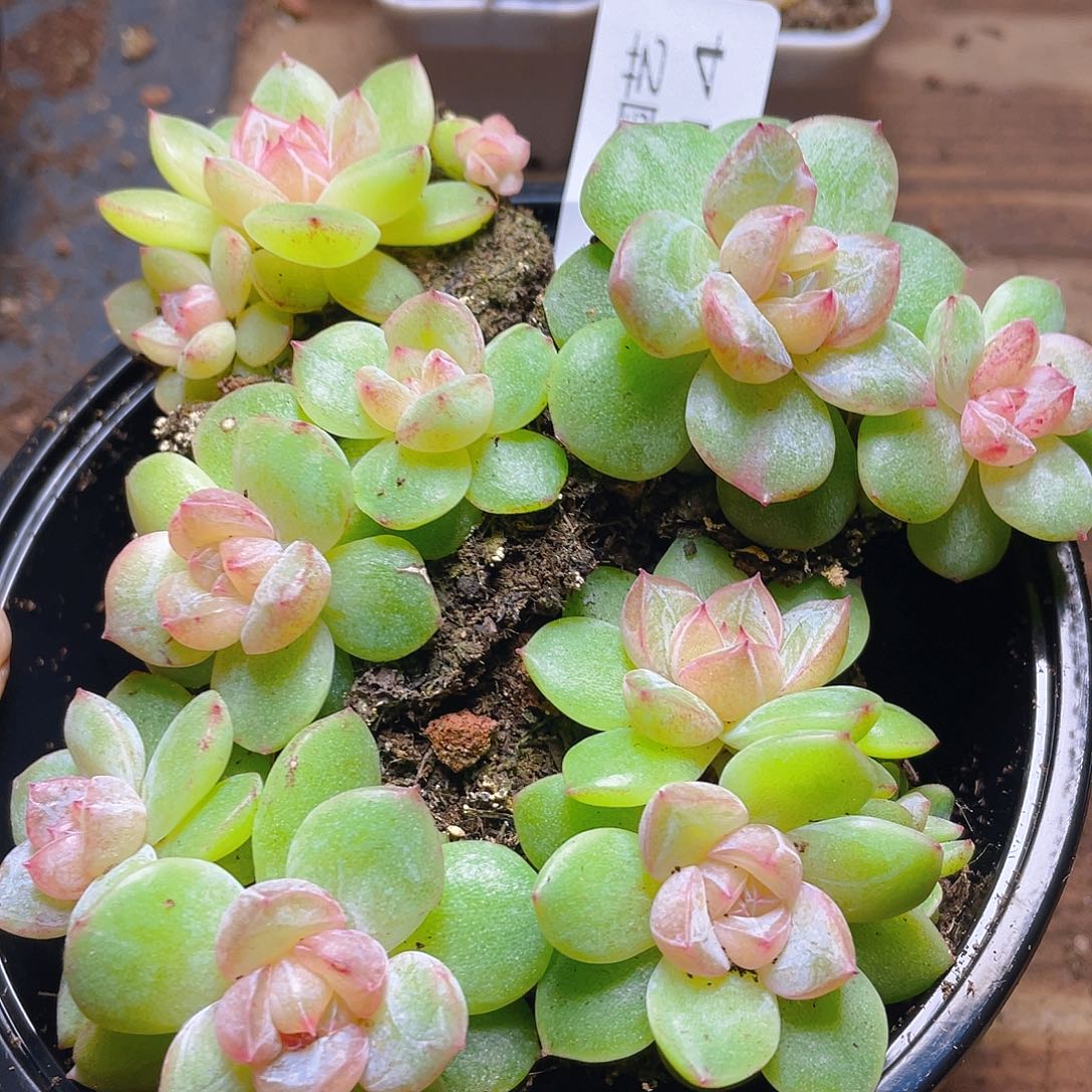 多肉植物多肉植物414