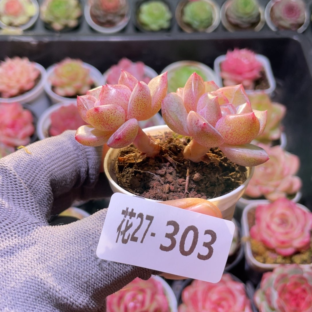 花利美27-303珍妮