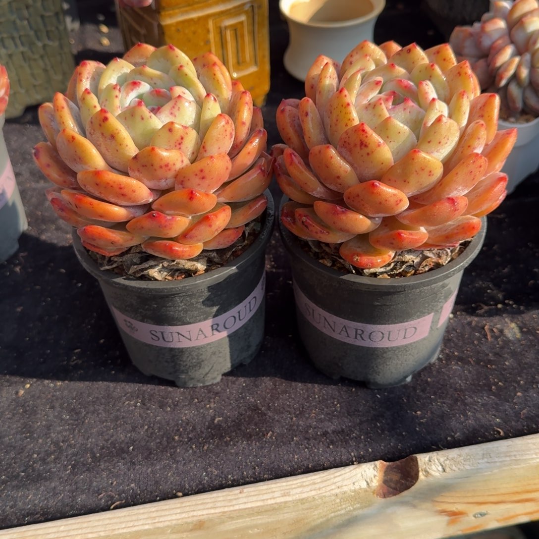 11公分左右，一组两颗