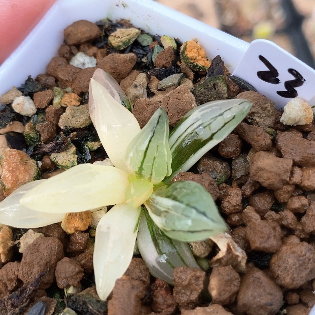 红陶23号西瓜锦一物一拍的