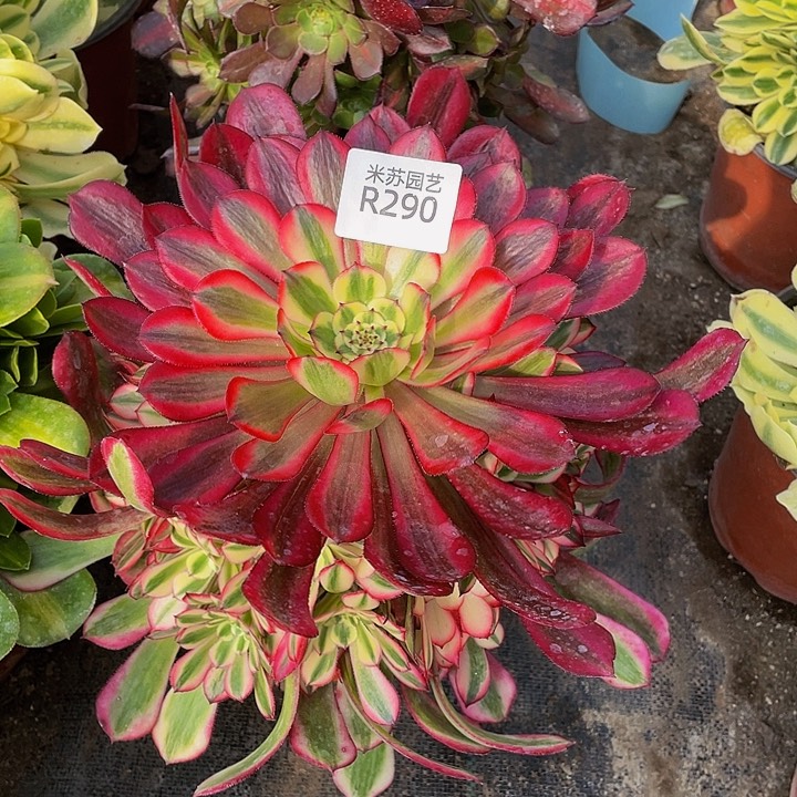 290多肉植物的生长