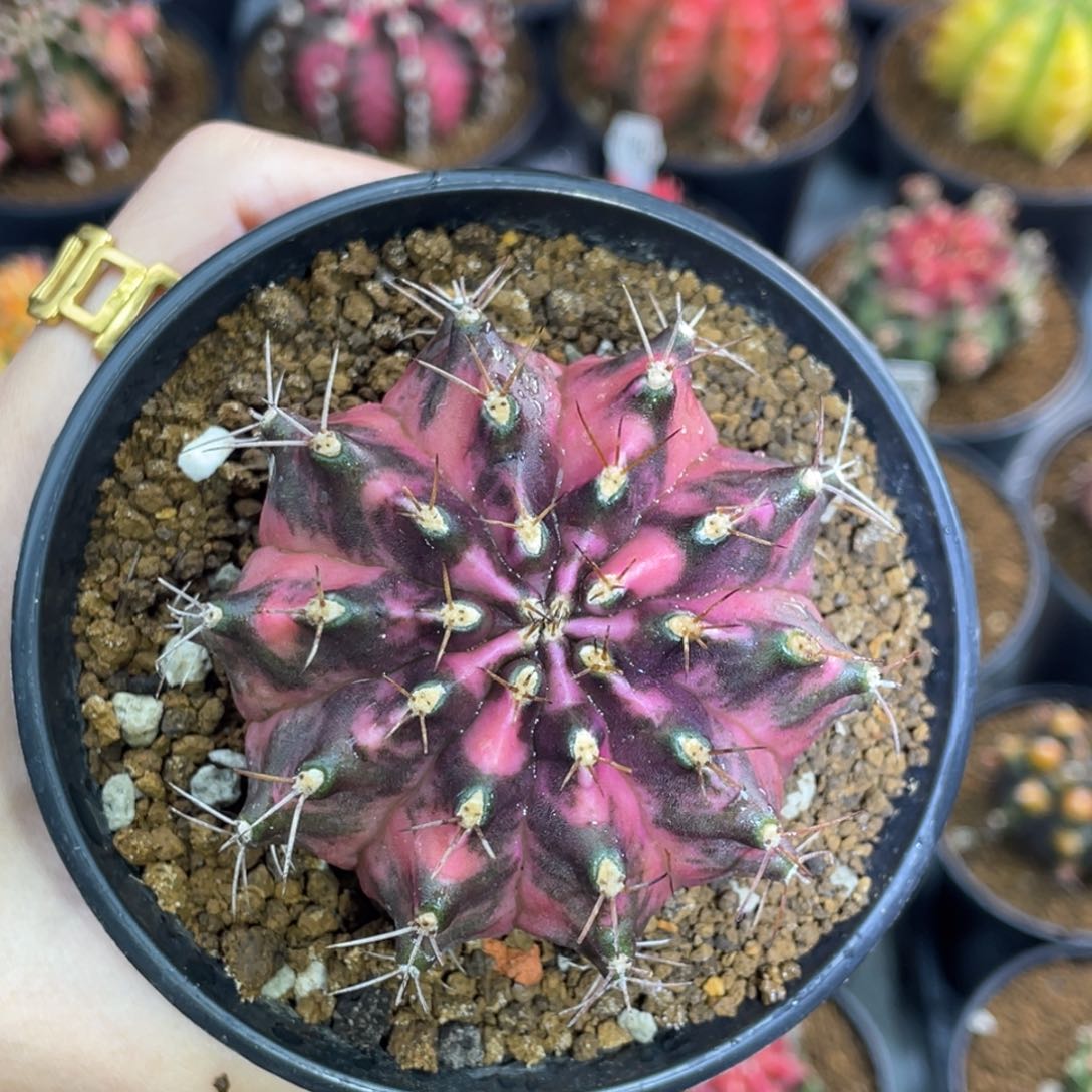 米哈星球000000000088