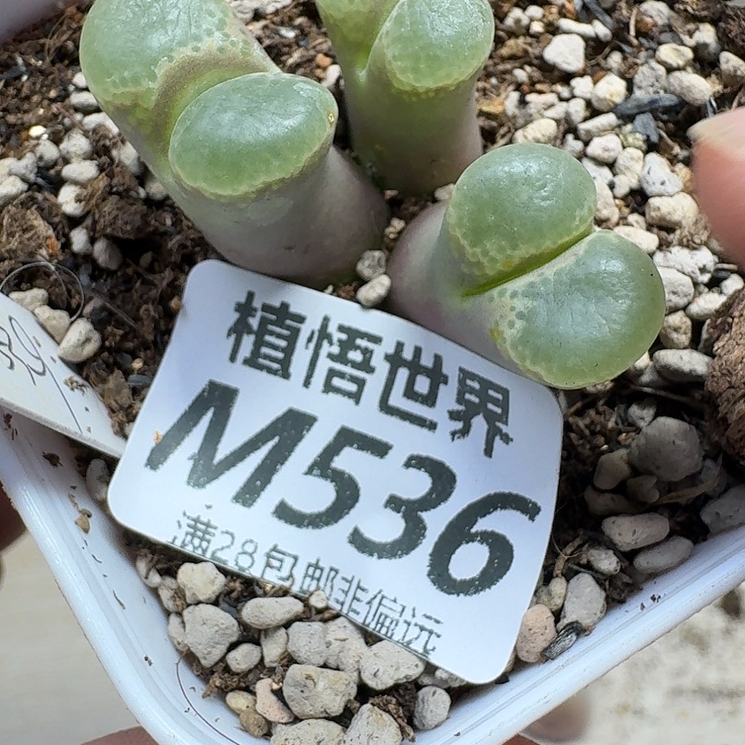 多肉植物的润泽ghnn