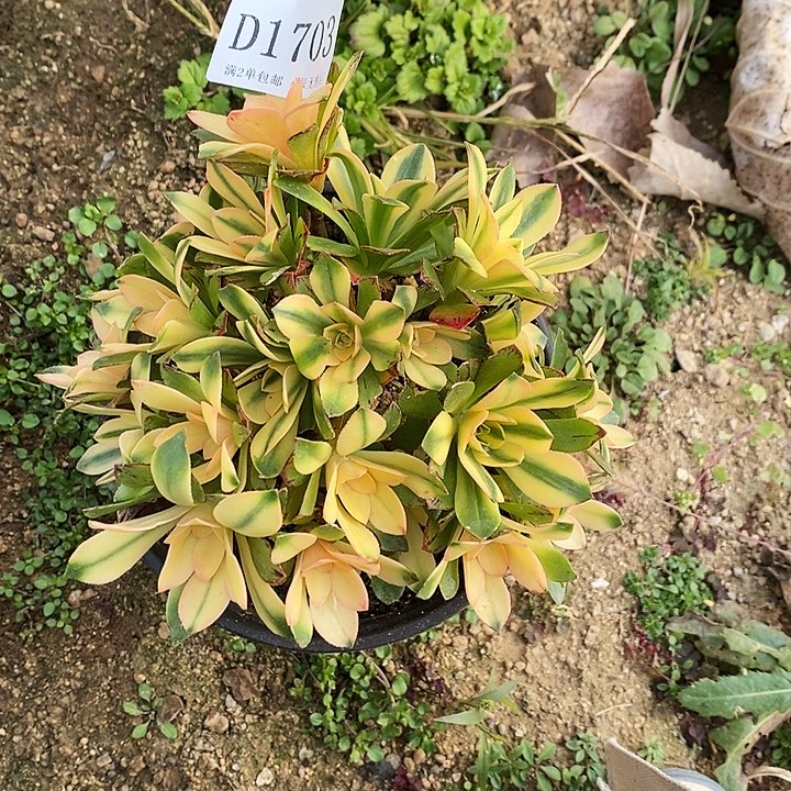 1703荷花多肉植物