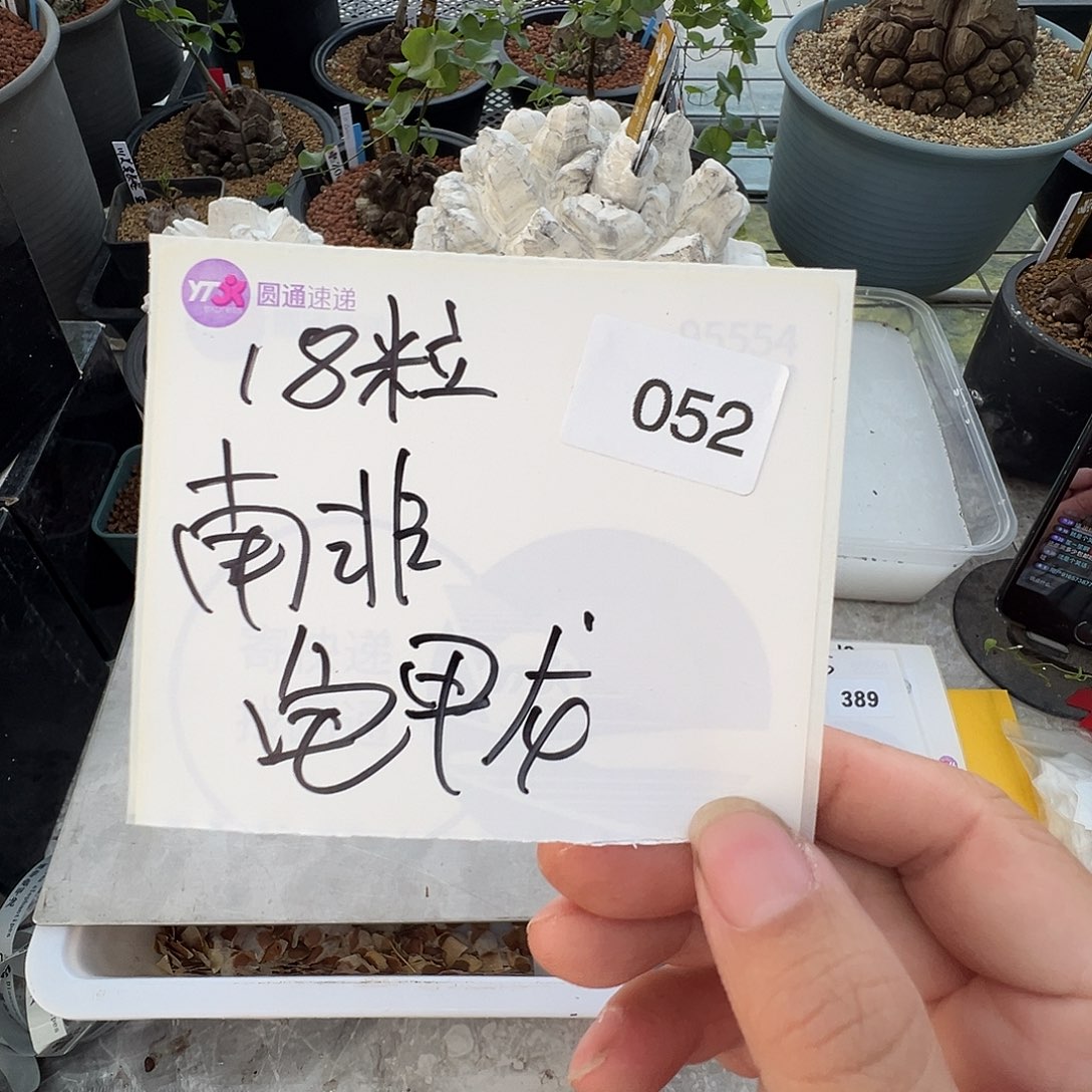 多肉植物专拍植物不退换 一物一拍 052