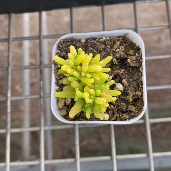 伯克利和格蕾纳等著名音乐