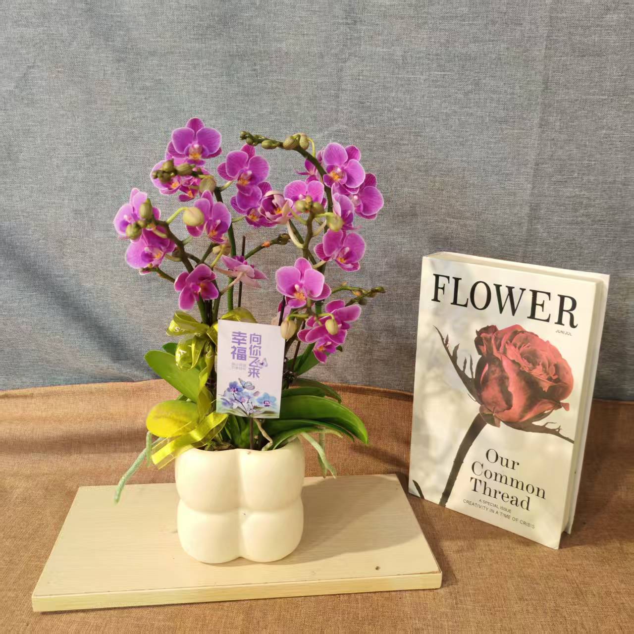 鲜花【欧洲小蓝】蝴蝶兰室内种植观赏送礼带花发货