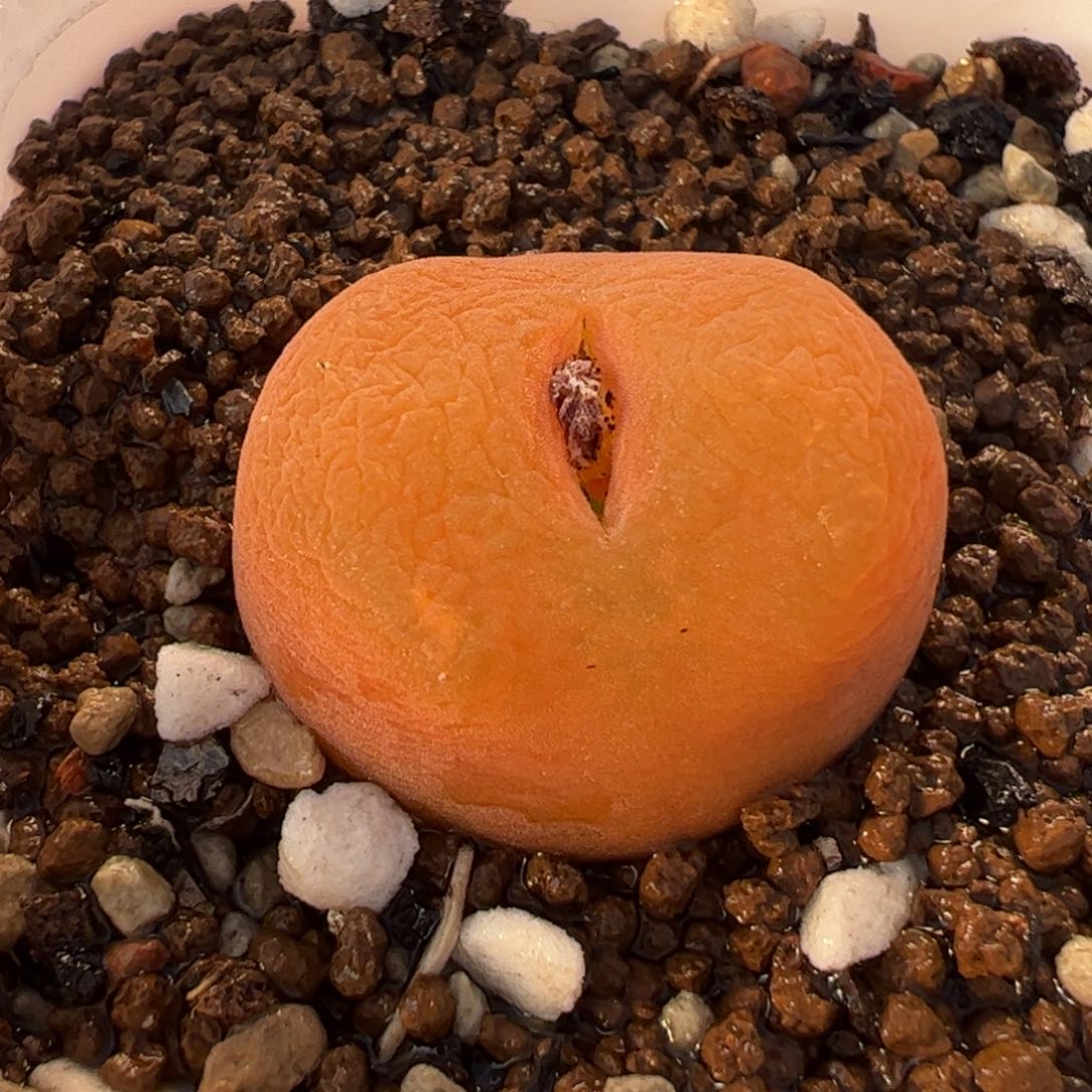 水蜜桃多肉植物百科