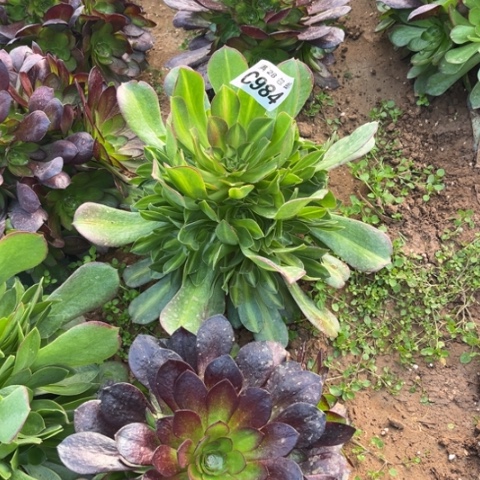 984女巫中班不包断枝