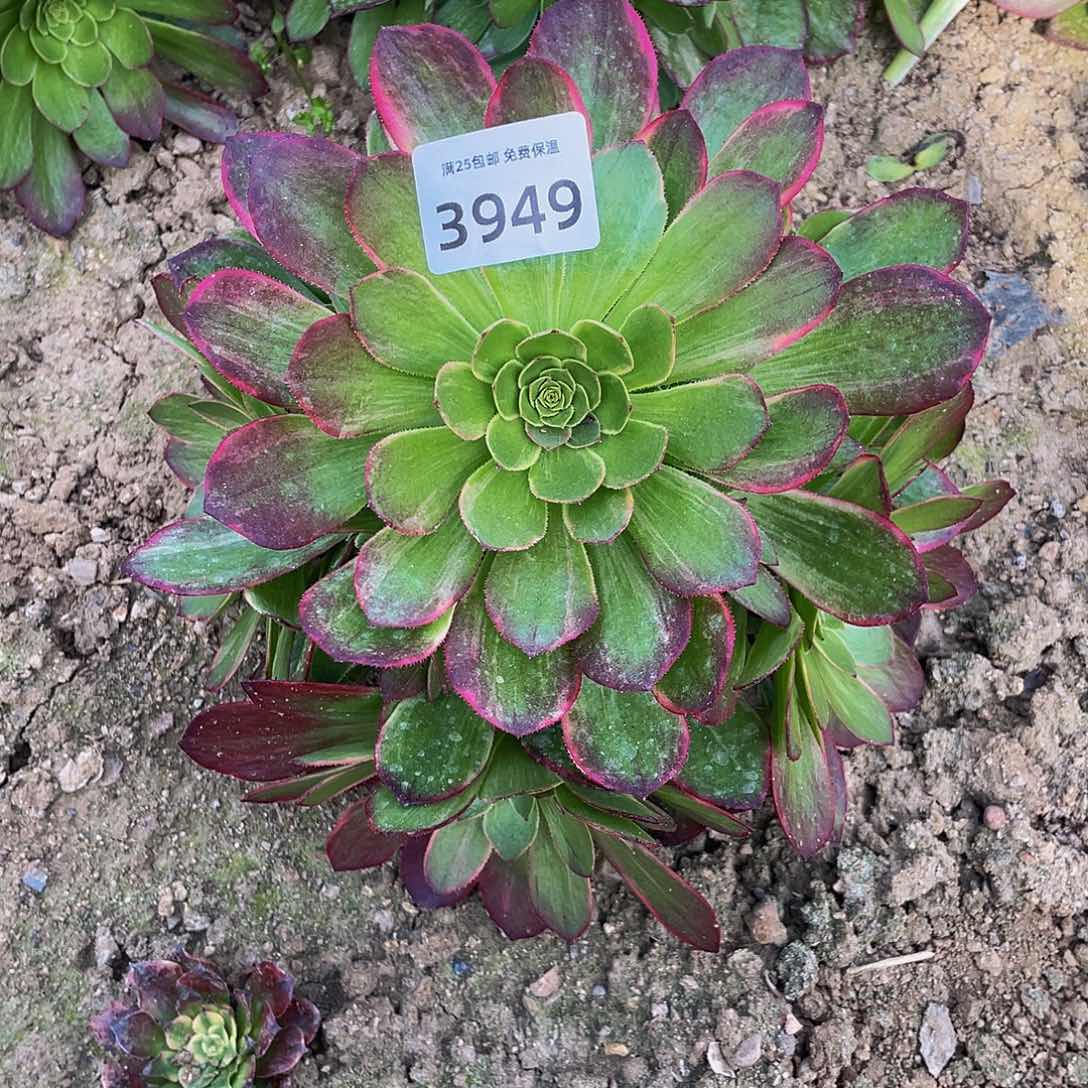 3949黄金万两多肉植物