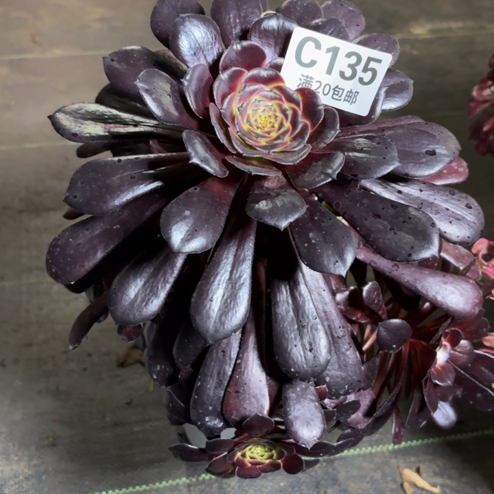 瑞妈一物一拍135