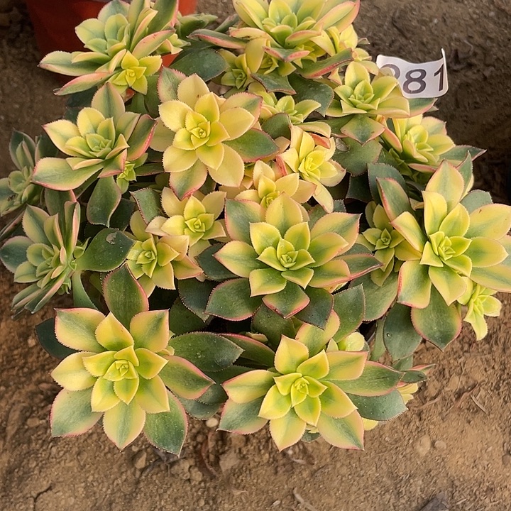 281艳日辉多肉葡萄