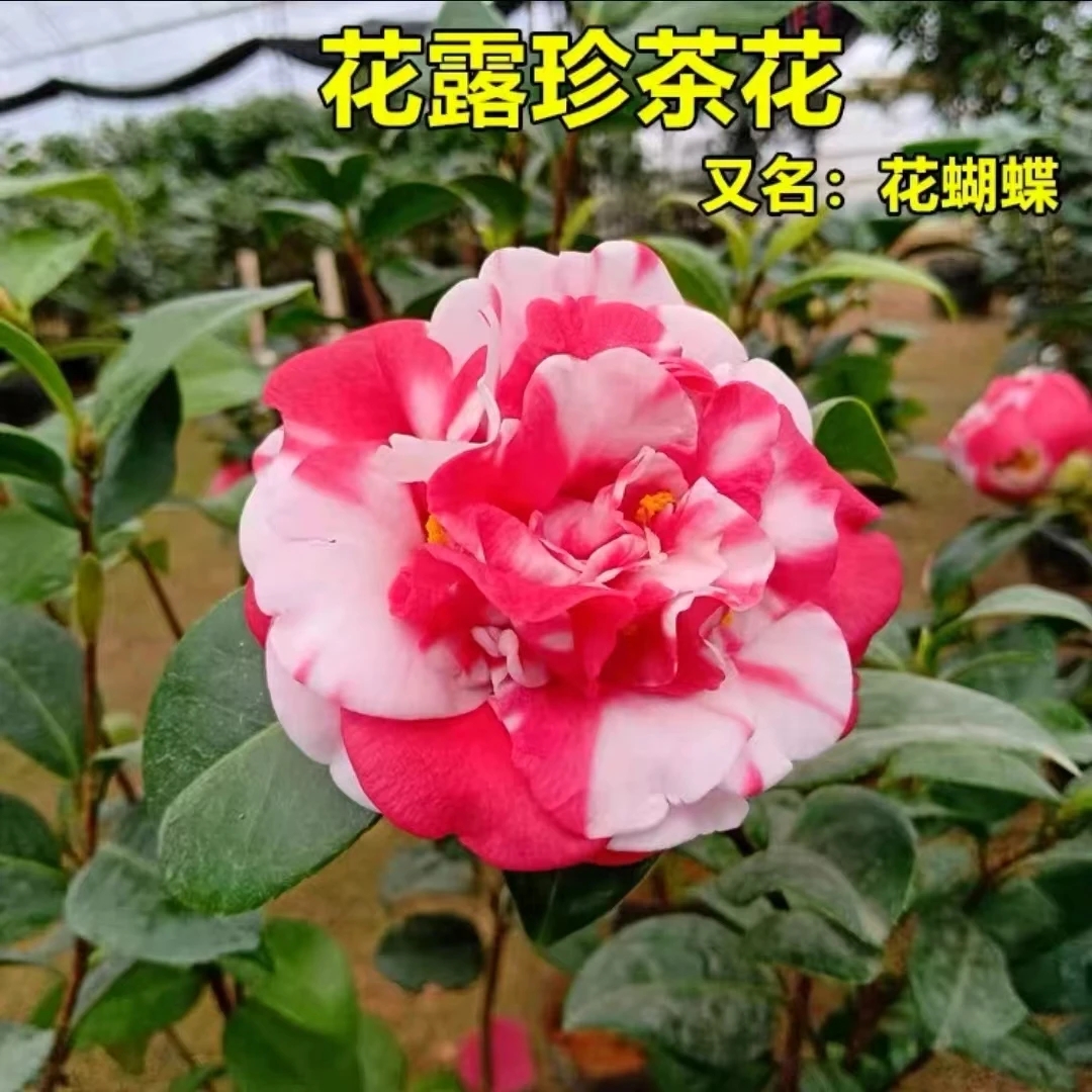 品种茶花  花露珍   一物一拍