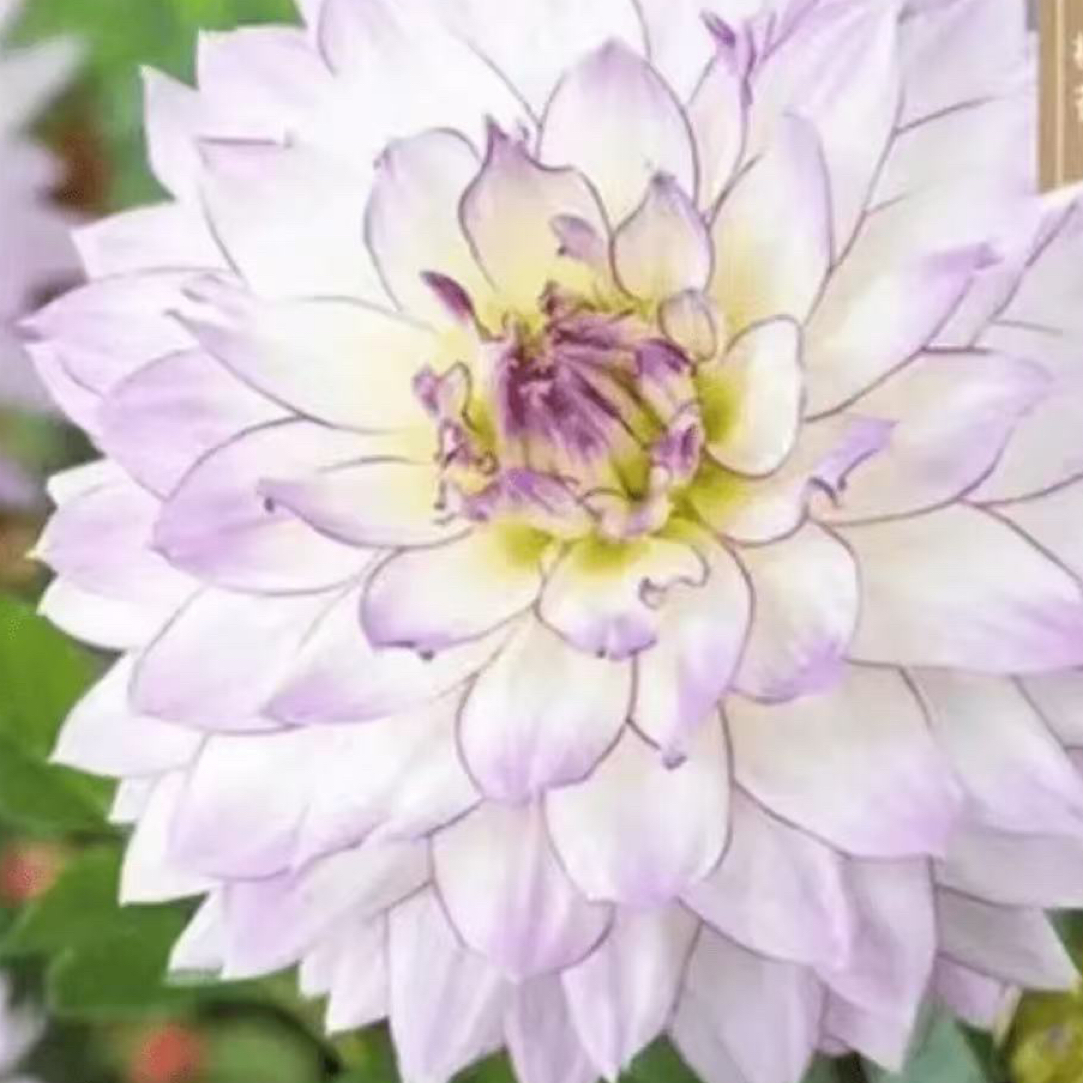 【疯狂的爱】进口大丽花多年生种植基地直发