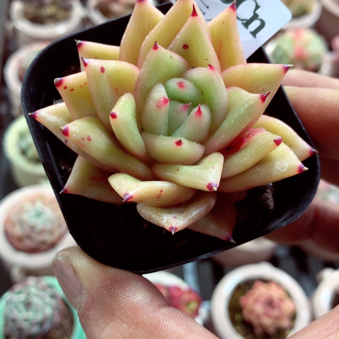 5厘米盆精控多肉430